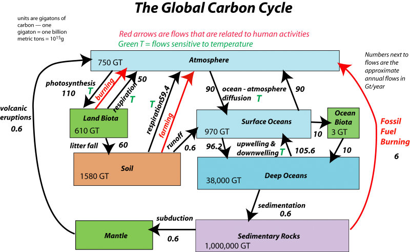 carbon cycle